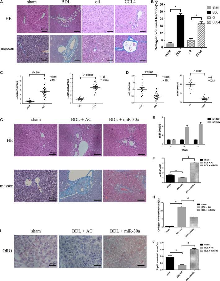https://cdn.ncbi.nlm.nih.gov/pmc/blobs/5d1a/5706581/7ccede4315cb/JCMM-21-3679-g005.jpg