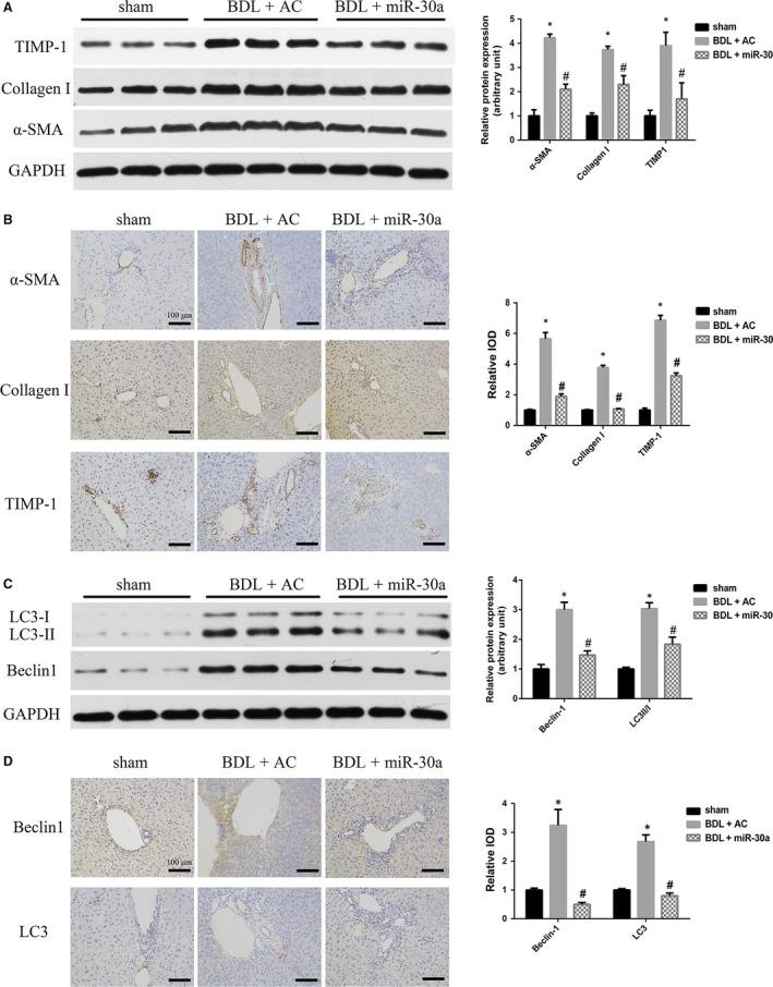 https://cdn.ncbi.nlm.nih.gov/pmc/blobs/5d1a/5706581/c703035b6a86/JCMM-21-3679-g006.jpg