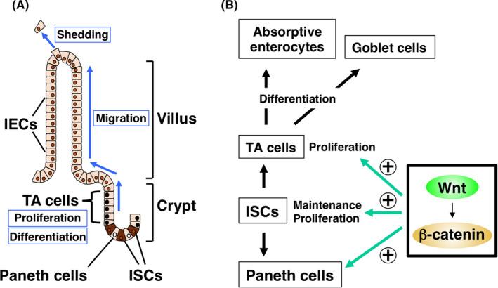 https://cdn.ncbi.nlm.nih.gov/pmc/blobs/5d1a/7780047/549b2e3a1e18/CAS-112-16-g001.jpg