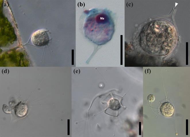 https://cdn.ncbi.nlm.nih.gov/pmc/blobs/5d1b/11978985/2aa922cc34a6/41598_2025_94558_Fig4_HTML.jpg