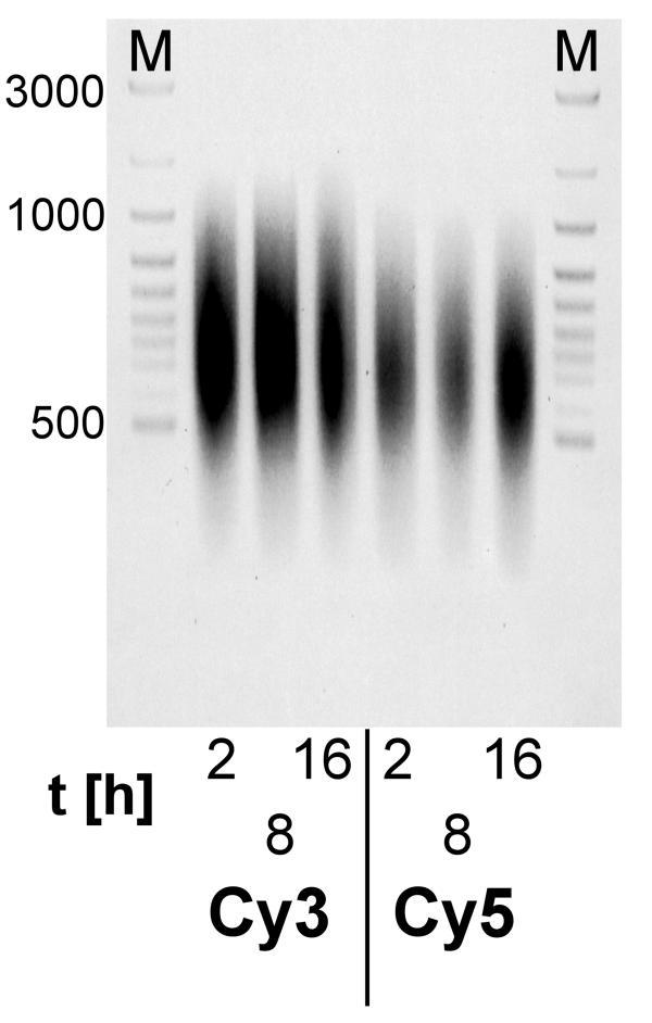 https://cdn.ncbi.nlm.nih.gov/pmc/blobs/5d1c/280674/554bb4ca9656/1471-2164-4-44-3.jpg