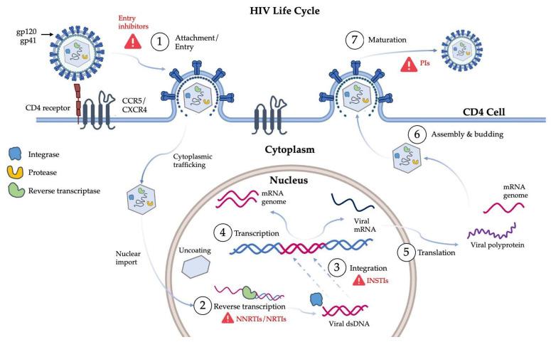 https://cdn.ncbi.nlm.nih.gov/pmc/blobs/5d1d/12390352/fc9b24d74ea7/viruses-17-01044-g001.jpg