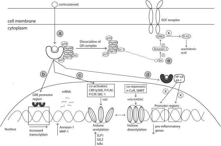 https://cdn.ncbi.nlm.nih.gov/pmc/blobs/5d1e/6455085/037c79e5ecd1/fphar-10-00294-g005.jpg