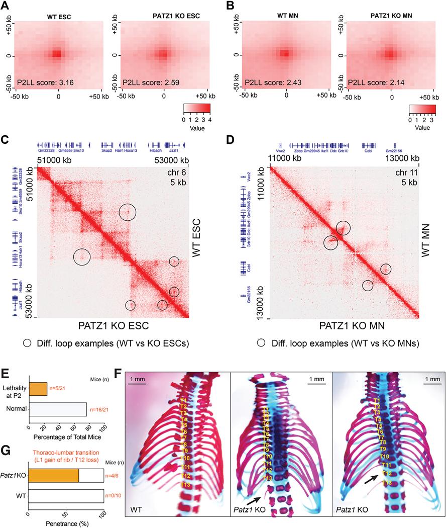 https://cdn.ncbi.nlm.nih.gov/pmc/blobs/5d22/11613955/5eb676d04f70/nihms-2020155-f0006.jpg