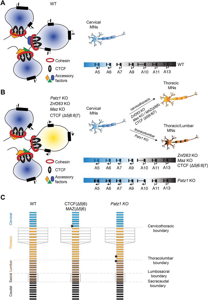 https://cdn.ncbi.nlm.nih.gov/pmc/blobs/5d22/11613955/d2f59f370634/nihms-2020155-f0007.jpg