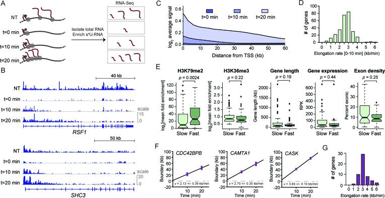 https://cdn.ncbi.nlm.nih.gov/pmc/blobs/5d22/6101502/11fc2be3d5c1/gky556fig4.jpg