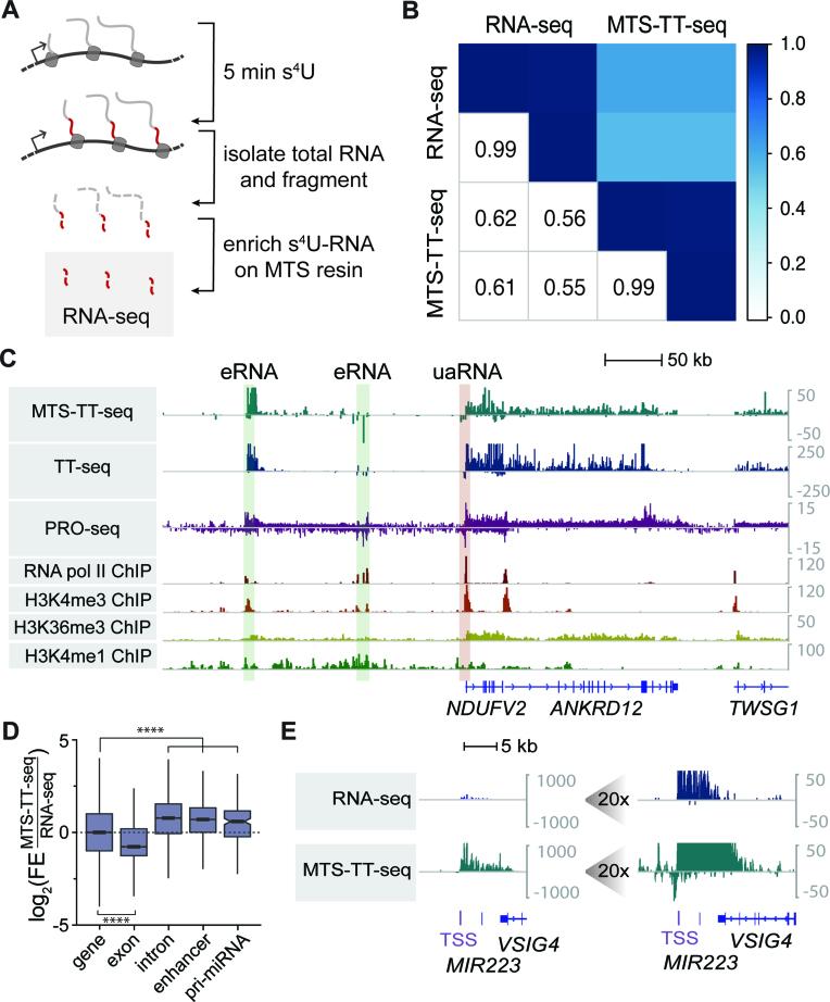 https://cdn.ncbi.nlm.nih.gov/pmc/blobs/5d22/6101502/39e9f6f82e35/gky556fig3.jpg