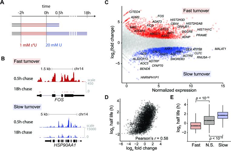 https://cdn.ncbi.nlm.nih.gov/pmc/blobs/5d22/6101502/8ff7057c059a/gky556fig2.jpg