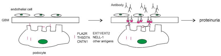 https://cdn.ncbi.nlm.nih.gov/pmc/blobs/5d29/8065962/d40949fe752b/biomolecules-11-00513-g001.jpg