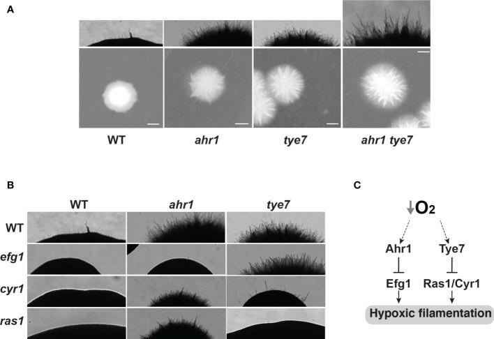 https://cdn.ncbi.nlm.nih.gov/pmc/blobs/5d29/8807691/686e290dcdcb/fcimb-11-770478-g004.jpg
