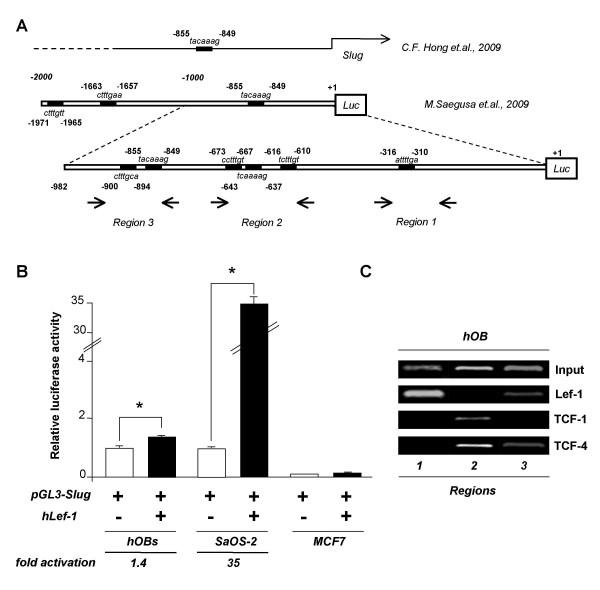 https://cdn.ncbi.nlm.nih.gov/pmc/blobs/5d2a/2834684/0812ea2a399d/1471-2199-11-13-3.jpg