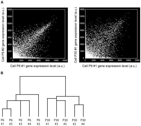 https://cdn.ncbi.nlm.nih.gov/pmc/blobs/5d2b/2820553/bc9d0c1710a4/pone.0009198.g003.jpg