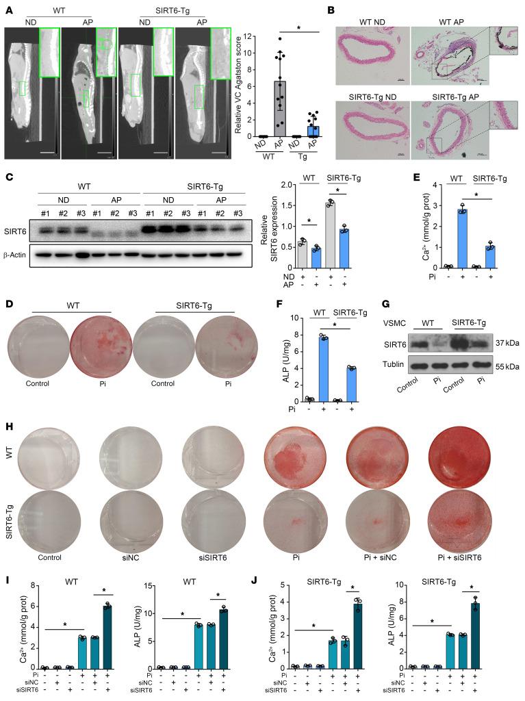 https://cdn.ncbi.nlm.nih.gov/pmc/blobs/5d31/8718147/917e3afed4a9/jci-132-150051-g076.jpg