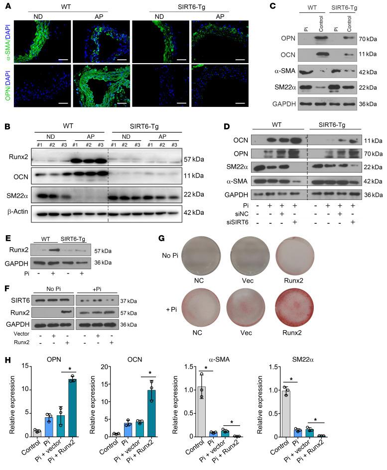 https://cdn.ncbi.nlm.nih.gov/pmc/blobs/5d31/8718147/a334c7e1c6ec/jci-132-150051-g077.jpg