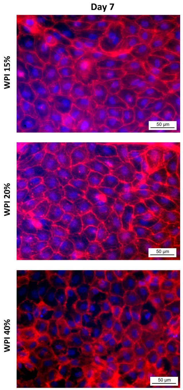 https://cdn.ncbi.nlm.nih.gov/pmc/blobs/5d32/10609092/88ed52a0133c/molecules-28-07052-g0A1.jpg