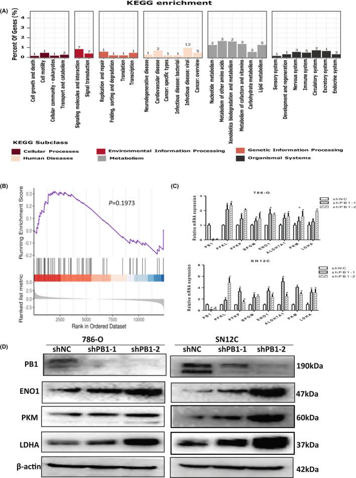 https://cdn.ncbi.nlm.nih.gov/pmc/blobs/5d33/9279584/9ba91535e650/JCMM-26-3837-g002.jpg