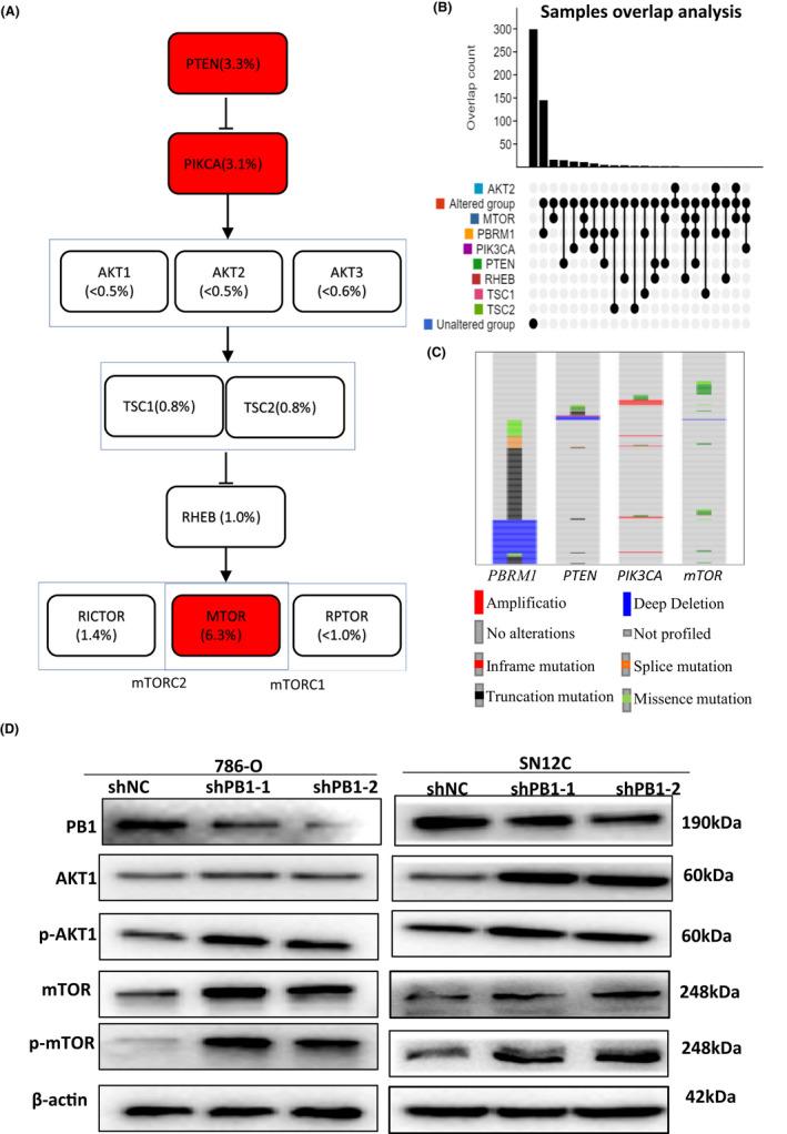 https://cdn.ncbi.nlm.nih.gov/pmc/blobs/5d33/9279584/9d34c92f834d/JCMM-26-3837-g005.jpg