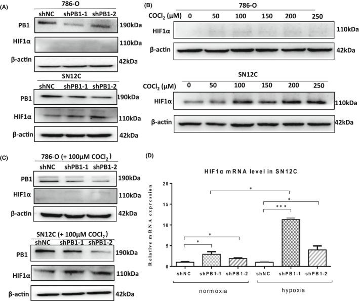 https://cdn.ncbi.nlm.nih.gov/pmc/blobs/5d33/9279584/a17d41902336/JCMM-26-3837-g001.jpg