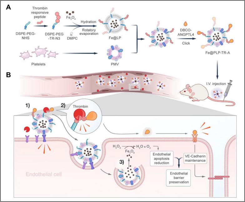 https://cdn.ncbi.nlm.nih.gov/pmc/blobs/5d37/11470712/0f42d8447762/12951_2024_2892_Fig8_HTML.jpg