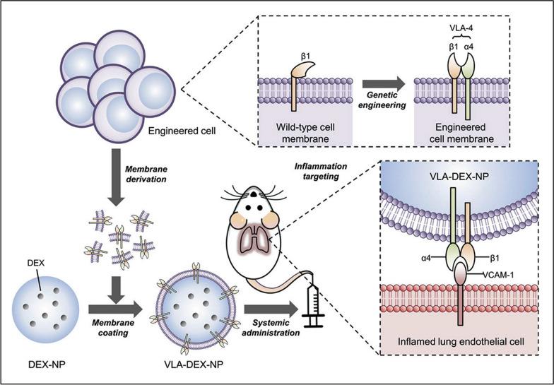 https://cdn.ncbi.nlm.nih.gov/pmc/blobs/5d37/11470712/50c9f4195929/12951_2024_2892_Fig11_HTML.jpg