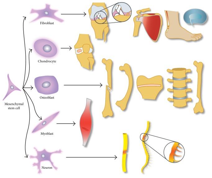 https://cdn.ncbi.nlm.nih.gov/pmc/blobs/5d38/5494105/03ec1205b157/SCI2017-2638305.001.jpg