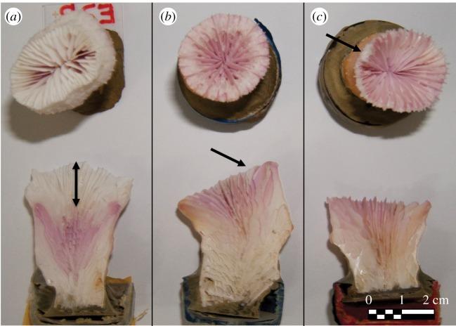 https://cdn.ncbi.nlm.nih.gov/pmc/blobs/5d3b/6408387/be23576fb9bd/rsos180527-g3.jpg