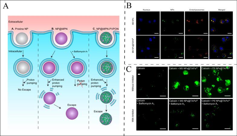 https://cdn.ncbi.nlm.nih.gov/pmc/blobs/5d3e/11874145/013c9fc01579/12951_2025_3210_Fig3_HTML.jpg