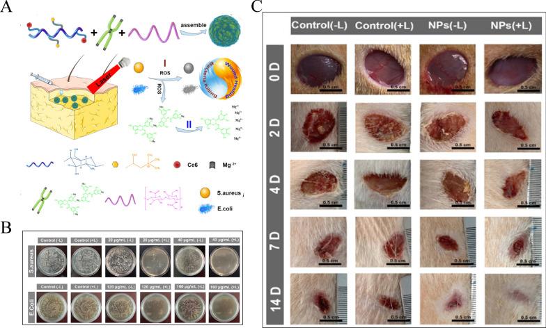 https://cdn.ncbi.nlm.nih.gov/pmc/blobs/5d3e/11874145/50a8251ba1dd/12951_2025_3210_Fig6_HTML.jpg