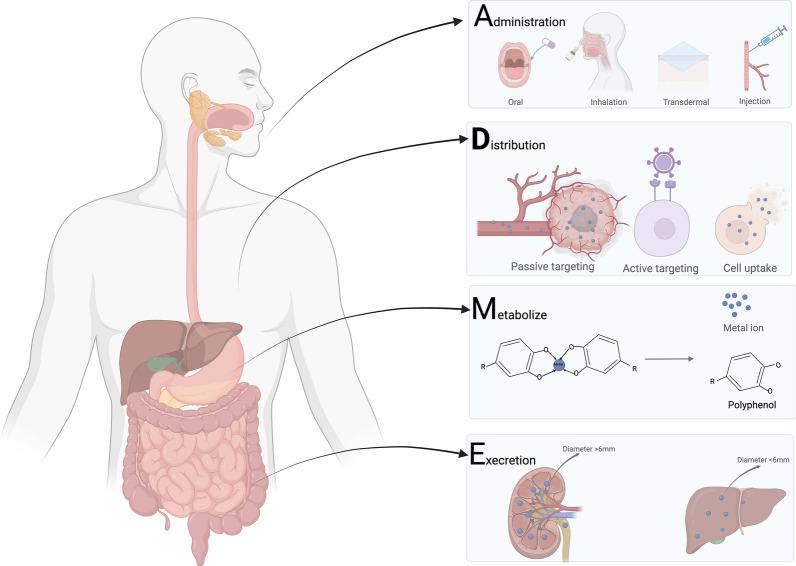 https://cdn.ncbi.nlm.nih.gov/pmc/blobs/5d3e/11874145/95ac83f8c625/12951_2025_3210_Fig11_HTML.jpg
