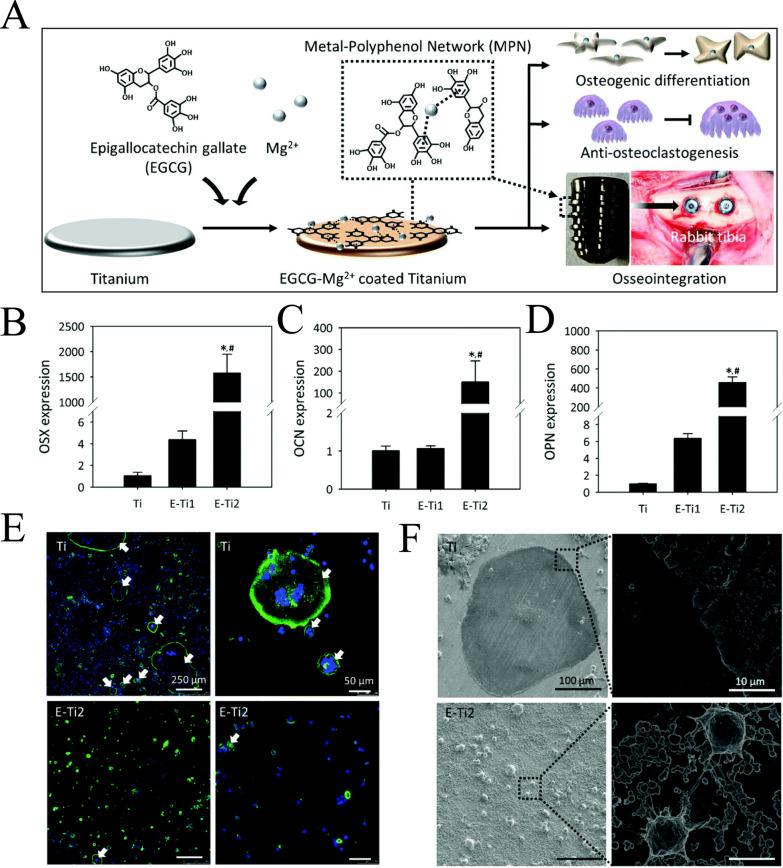 https://cdn.ncbi.nlm.nih.gov/pmc/blobs/5d3e/11874145/99f6784055a3/12951_2025_3210_Fig7_HTML.jpg
