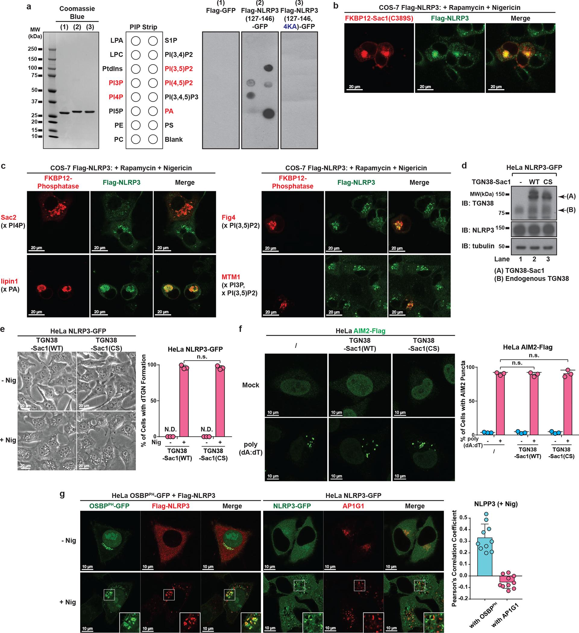 https://cdn.ncbi.nlm.nih.gov/pmc/blobs/5d3e/9402428/245f4cc39a34/nihms-1829173-f0013.jpg
