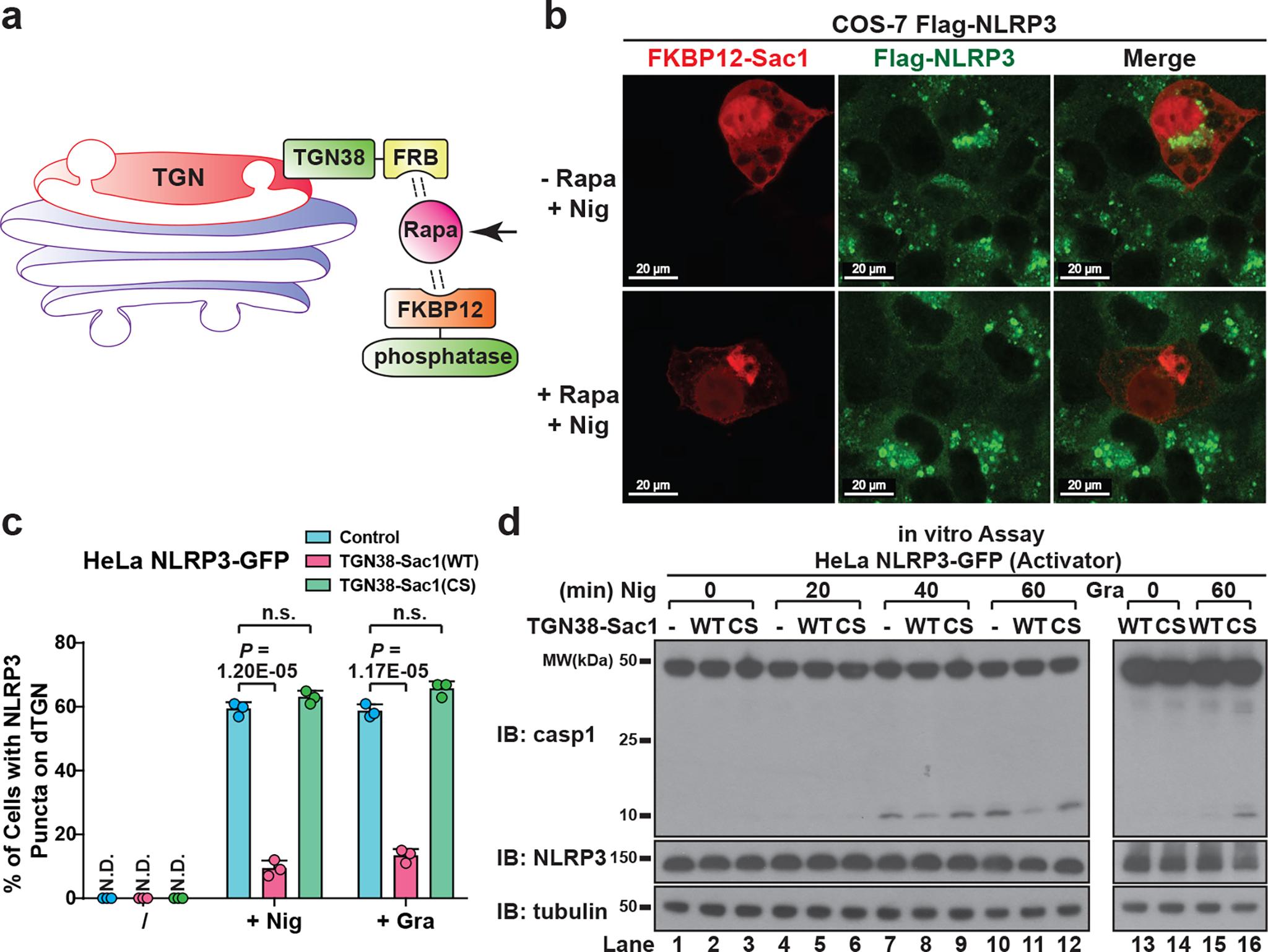 https://cdn.ncbi.nlm.nih.gov/pmc/blobs/5d3e/9402428/5f25d563ed6b/nihms-1829173-f0004.jpg