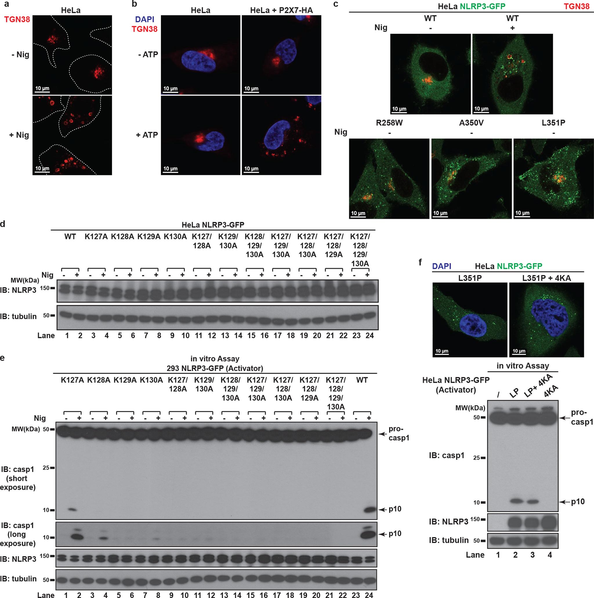 https://cdn.ncbi.nlm.nih.gov/pmc/blobs/5d3e/9402428/73df7588e36f/nihms-1829173-f0011.jpg