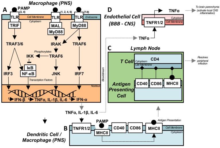 https://cdn.ncbi.nlm.nih.gov/pmc/blobs/5d3f/11155413/eff5768a0605/thnov14p3150g002.jpg