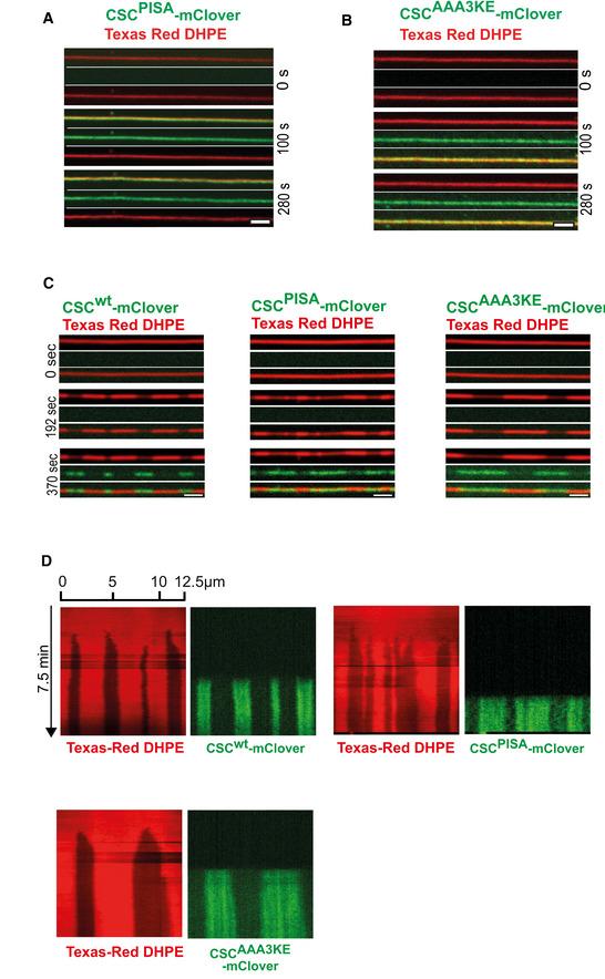 https://cdn.ncbi.nlm.nih.gov/pmc/blobs/5d41/9841331/00cc82b91f0c/EMBJ-42-e112287-g002.jpg
