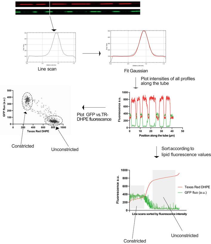 https://cdn.ncbi.nlm.nih.gov/pmc/blobs/5d41/9841331/31c9c4069791/EMBJ-42-e112287-g011.jpg
