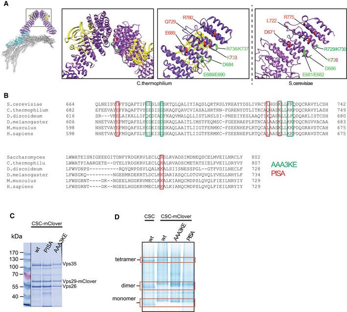 https://cdn.ncbi.nlm.nih.gov/pmc/blobs/5d41/9841331/8fda86b6fe5a/EMBJ-42-e112287-g016.jpg