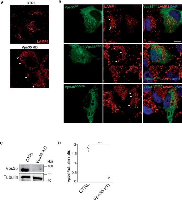 https://cdn.ncbi.nlm.nih.gov/pmc/blobs/5d41/9841331/d73c368cdb54/EMBJ-42-e112287-g009.jpg