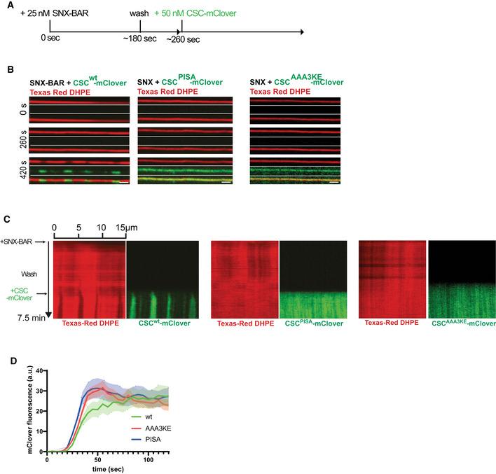 https://cdn.ncbi.nlm.nih.gov/pmc/blobs/5d41/9841331/e456a9c810e6/EMBJ-42-e112287-g015.jpg