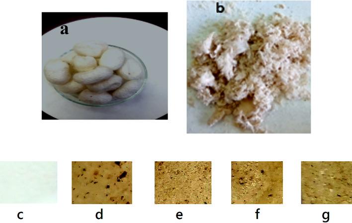 https://cdn.ncbi.nlm.nih.gov/pmc/blobs/5d46/12053577/56738f05be3d/41598_2025_97540_Fig1_HTML.jpg