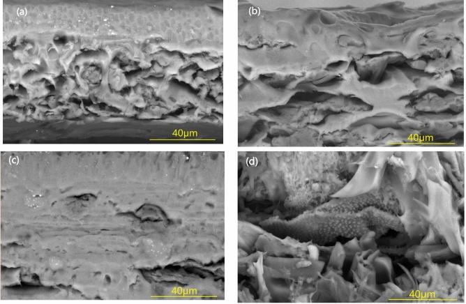 https://cdn.ncbi.nlm.nih.gov/pmc/blobs/5d46/12053577/74f9b5e90fb2/41598_2025_97540_Fig2_HTML.jpg