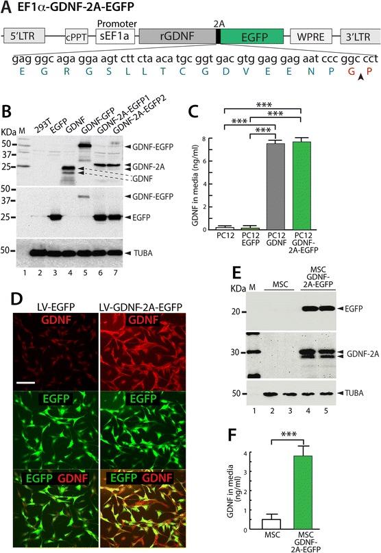 https://cdn.ncbi.nlm.nih.gov/pmc/blobs/5d49/4331376/1168f49982ee/12990_2015_2_Fig1_HTML.jpg