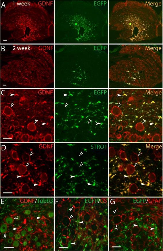 https://cdn.ncbi.nlm.nih.gov/pmc/blobs/5d49/4331376/ca0b50dc90bd/12990_2015_2_Fig3_HTML.jpg