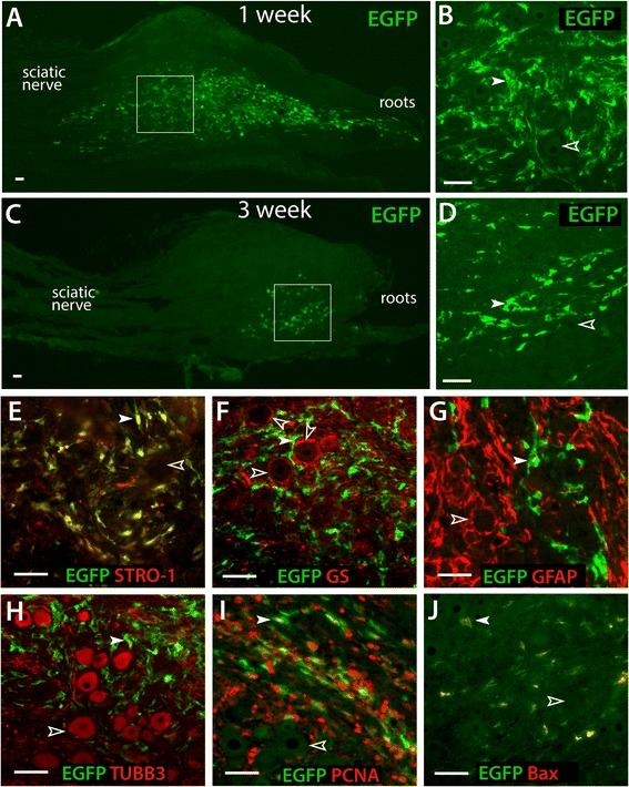 https://cdn.ncbi.nlm.nih.gov/pmc/blobs/5d49/4331376/e32852a8ac9a/12990_2015_2_Fig2_HTML.jpg