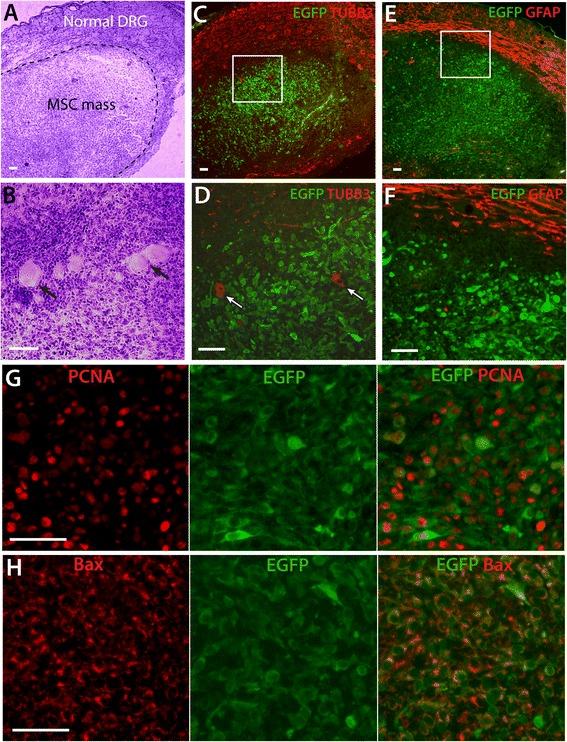 https://cdn.ncbi.nlm.nih.gov/pmc/blobs/5d49/4331376/f913ad9e4cf9/12990_2015_2_Fig5_HTML.jpg