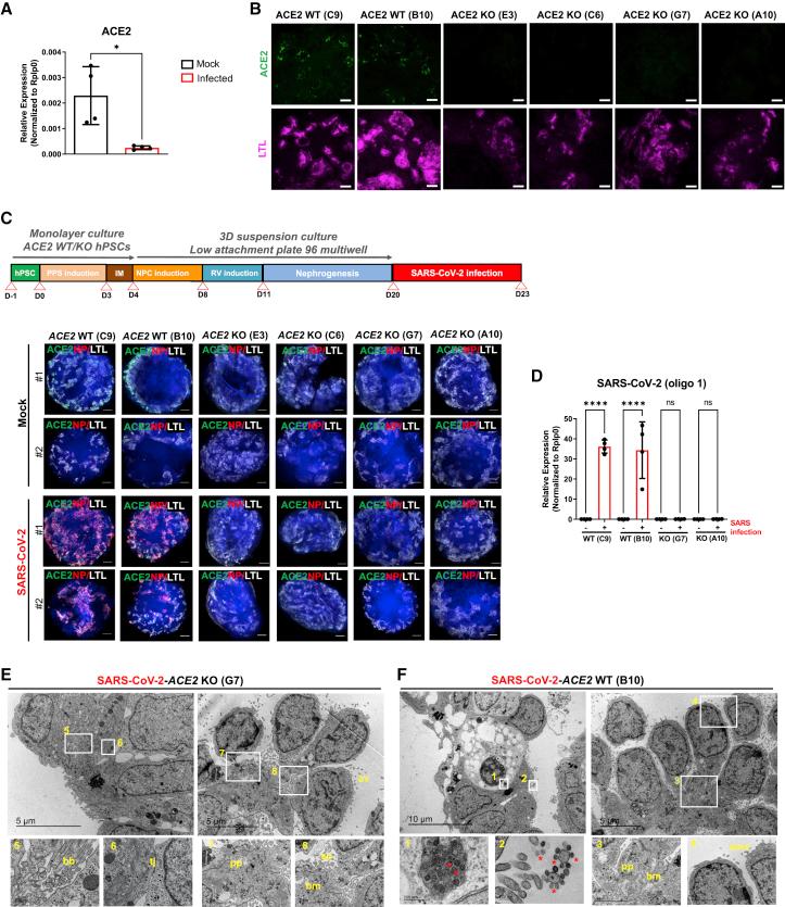 https://cdn.ncbi.nlm.nih.gov/pmc/blobs/5d49/9251325/f0375f75acf4/gr4.jpg