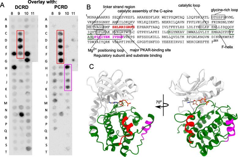 https://cdn.ncbi.nlm.nih.gov/pmc/blobs/5d4c/11603854/8f83acf88670/12915_2024_2076_Fig4_HTML.jpg