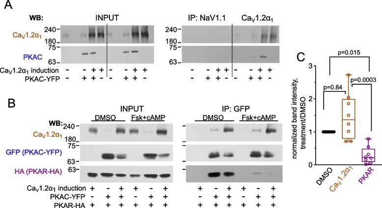 https://cdn.ncbi.nlm.nih.gov/pmc/blobs/5d4c/11603854/d092afd88864/12915_2024_2076_Fig2_HTML.jpg