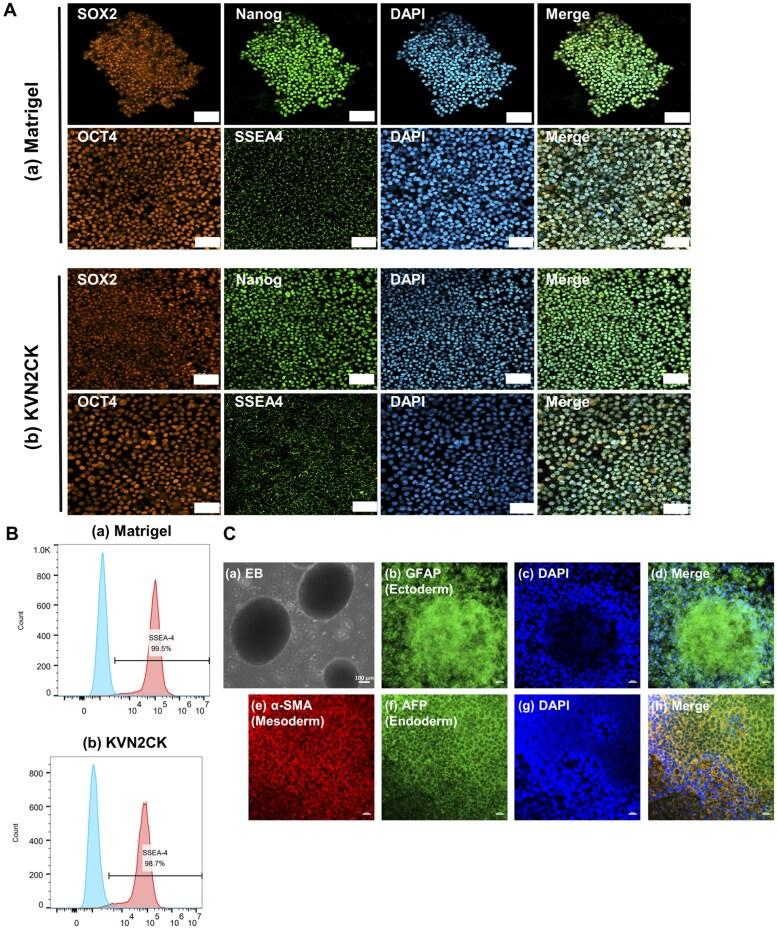 https://cdn.ncbi.nlm.nih.gov/pmc/blobs/5d59/12098265/7ef1bcea9b66/rbaf035f4.jpg