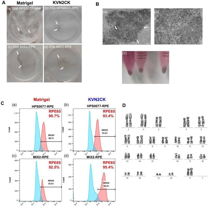 https://cdn.ncbi.nlm.nih.gov/pmc/blobs/5d59/12098265/9d6757924787/rbaf035f6.jpg